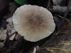 Pluteus thomsonii