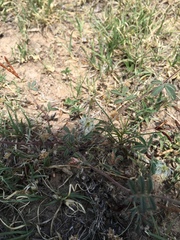 Desmanthus velutinus