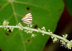Arawacus separata