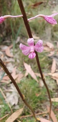 Dipodium