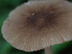 Pluteus thomsonii
