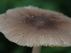 Pluteus thomsonii