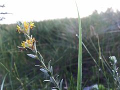 Pimelea curviflora
