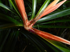 Freycinetia excelsa