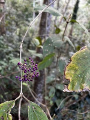 Callicarpa formosana formosana
