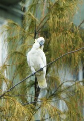 Cacatua sulphurea