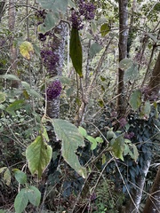 Callicarpa formosana formosana