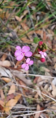 Stylidium lineare