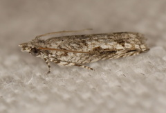 Holocola thalassinana