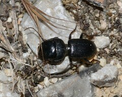 Harpalini