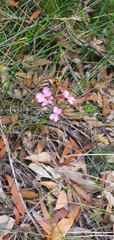 Stylidium lineare