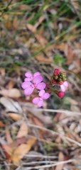 Stylidium lineare