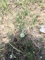 Desmanthus velutinus