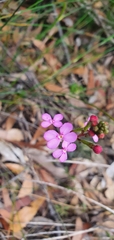 Stylidium lineare
