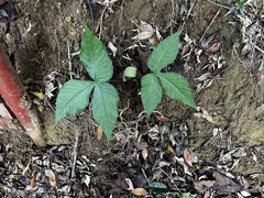 Arisaema ringens