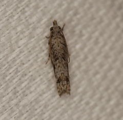 Holocola thalassinana