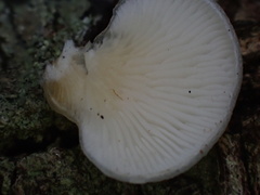 Crepidotus stipitatus