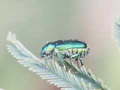 Diphucephala