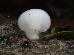 Crepidotus stipitatus