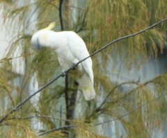 Cacatua sulphurea