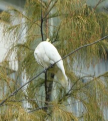 Cacatua sulphurea