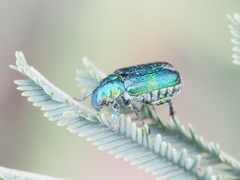 Diphucephala