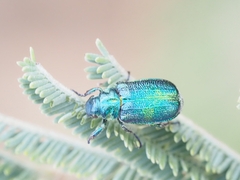 Diphucephala