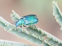 Diphucephala