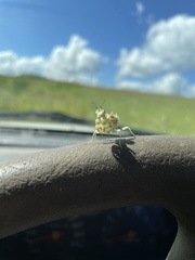 Pseudocreobotra wahlbergi