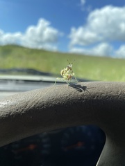 Pseudocreobotra wahlbergi