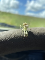 Pseudocreobotra wahlbergi