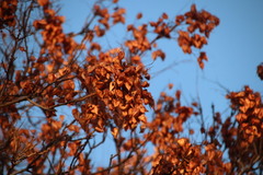 Koelreuteria paniculata