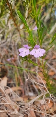 Hemigenia purpurea