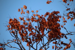 Koelreuteria paniculata