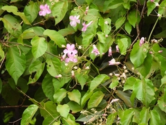 Tanaecium