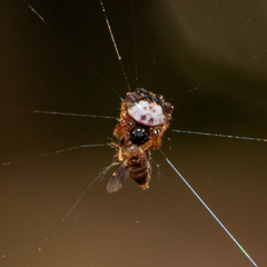 Gasteracanthinae
