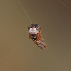 Gasteracanthinae