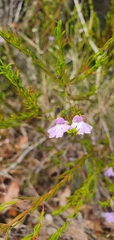 Hemigenia purpurea