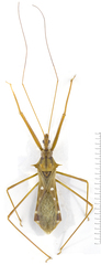 Epidaus