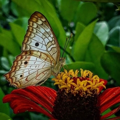 Anartia jatrophae