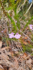 Hemigenia purpurea