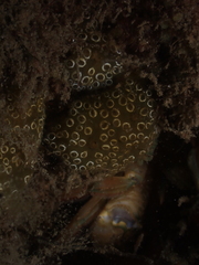 Distaplia