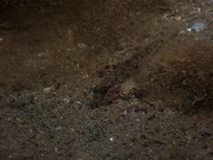 Acentrogobius pflaumii