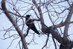 Corvus macrorhynchos