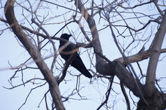 Corvus macrorhynchos