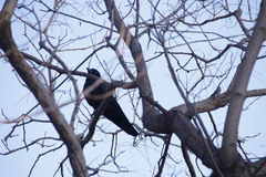 Corvus macrorhynchos