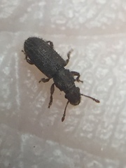 Aralius wollastoni