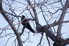 Corvus macrorhynchos