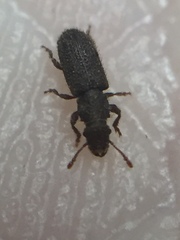 Aralius wollastoni