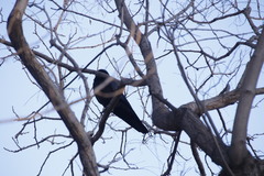 Corvus macrorhynchos